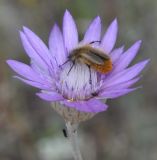 Xeranthemum annuum