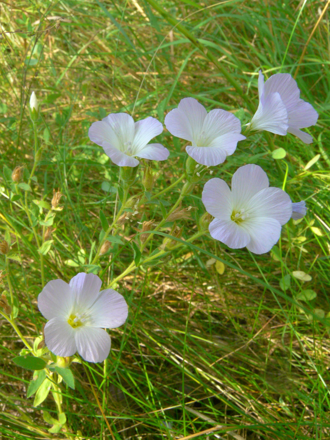 Image of Linum hirsutum specimen.