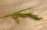 Смотреть изображение семейство Poaceae