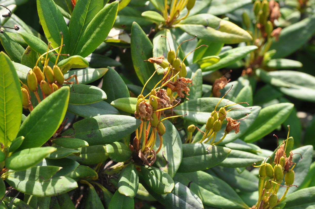 Изображение особи Rhododendron caucasicum.