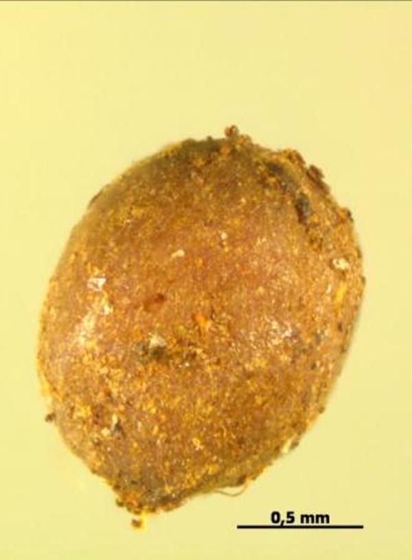 Image of Unknown species specimen.