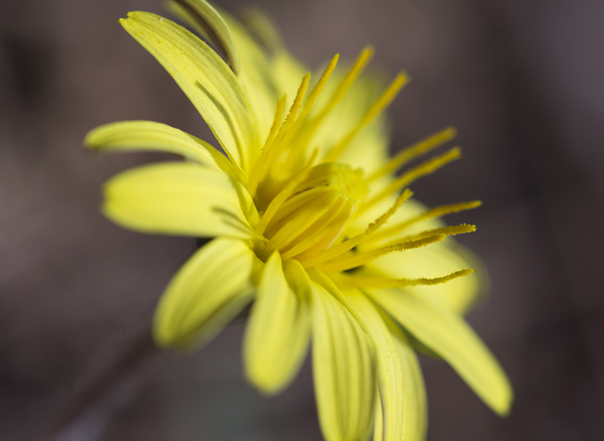 Изображение особи род Taraxacum.