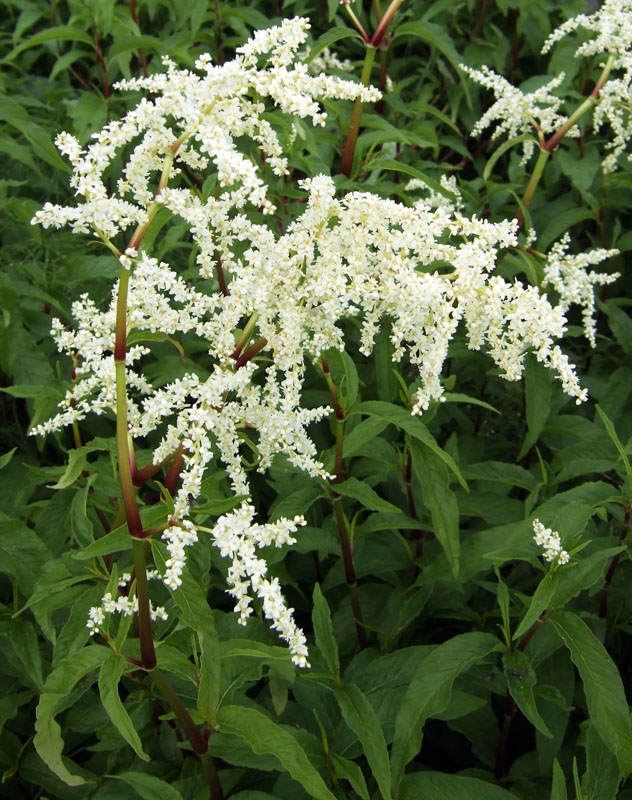 Изображение особи Aconogonon alpinum.