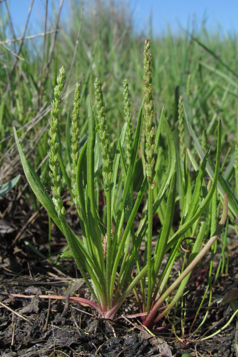 Image of Plantago tenuiflora specimen.