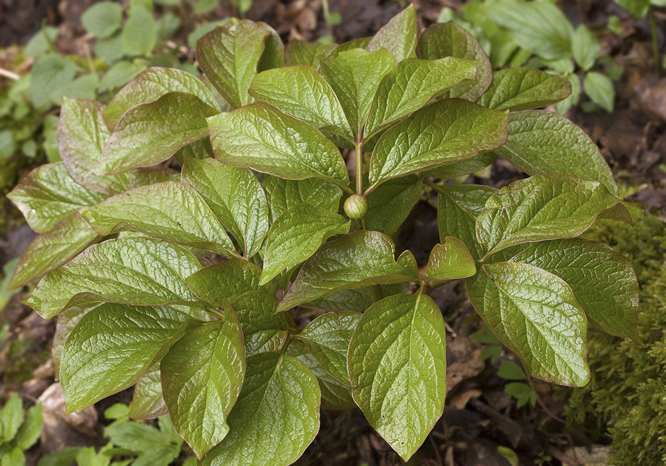 Image of Paeonia wittmanniana specimen.