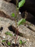 Cardamine regeliana. Часть цветущего и плодоносящего растения. Магаданская обл., окр. г. Магадан, п-ов Старицкого, руч. Холодный, на берегу. 24.07.2019.