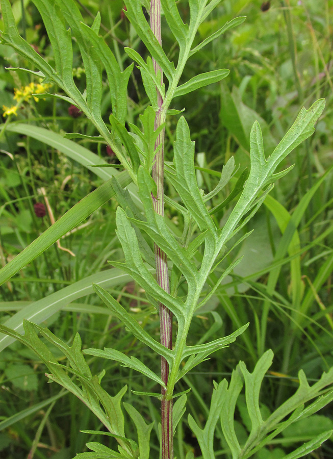 Изображение особи Senecio argunensis.