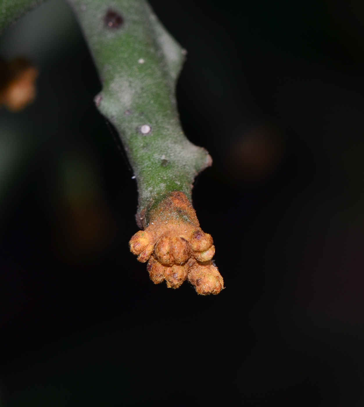 Image of Euphorbia stenoclada specimen.