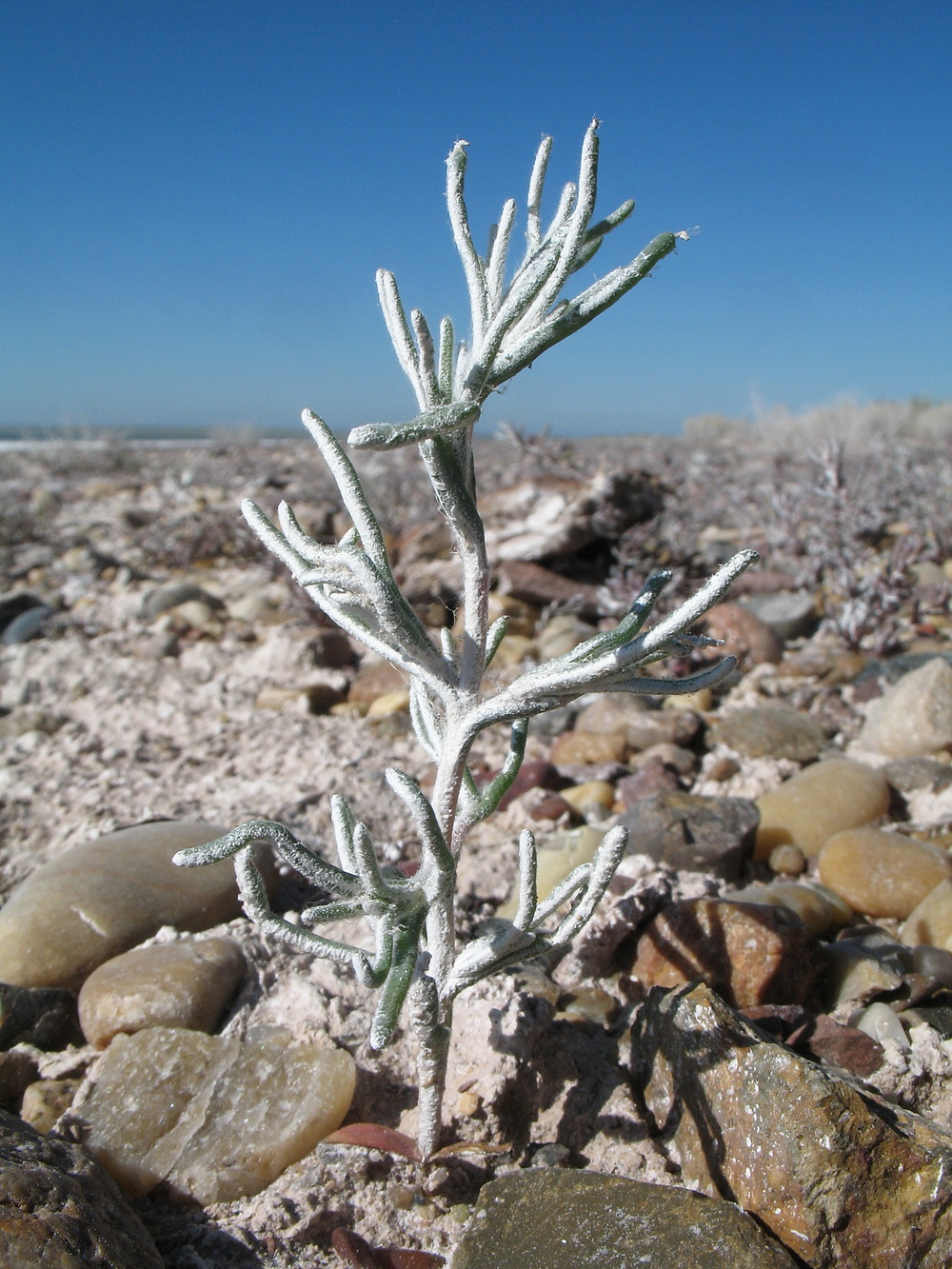 Image of Halimocnemis longifolia specimen.