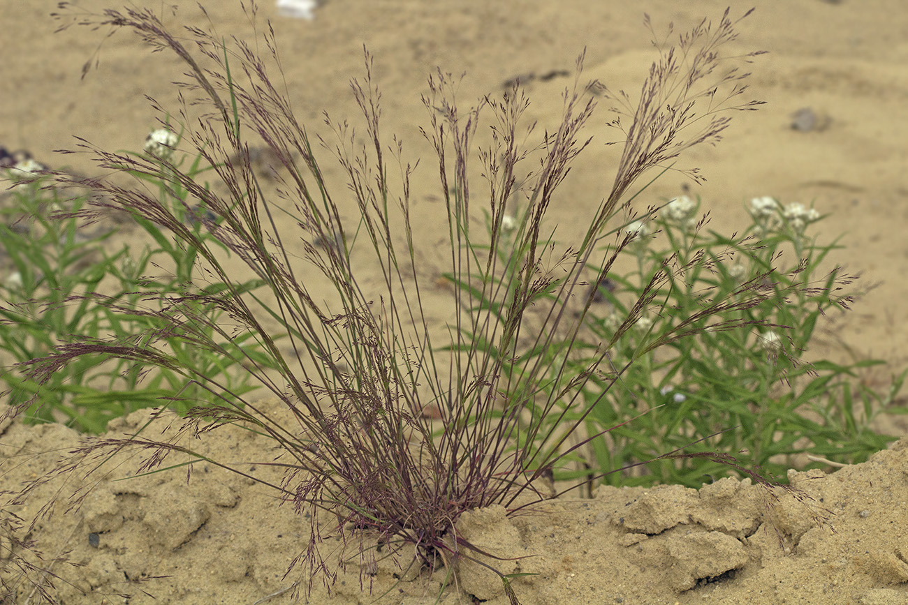 Image of Agrostis scabra specimen.