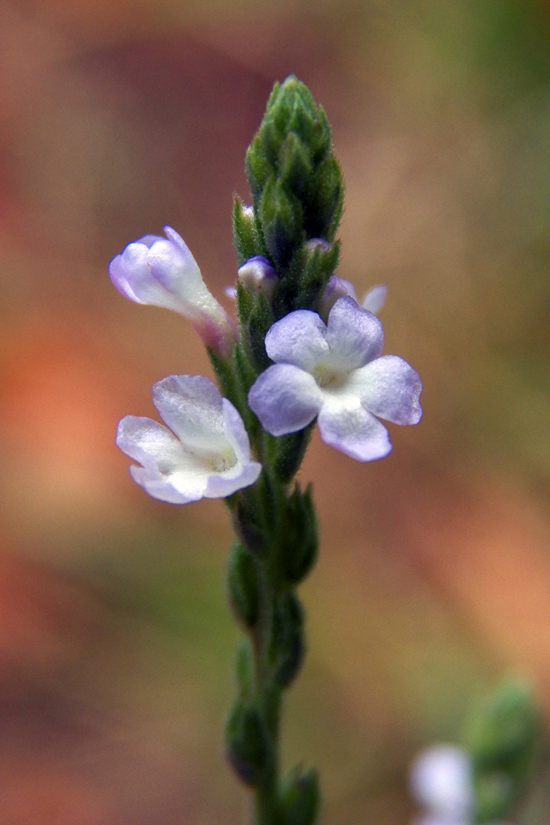 Изображение особи Verbena officinalis.