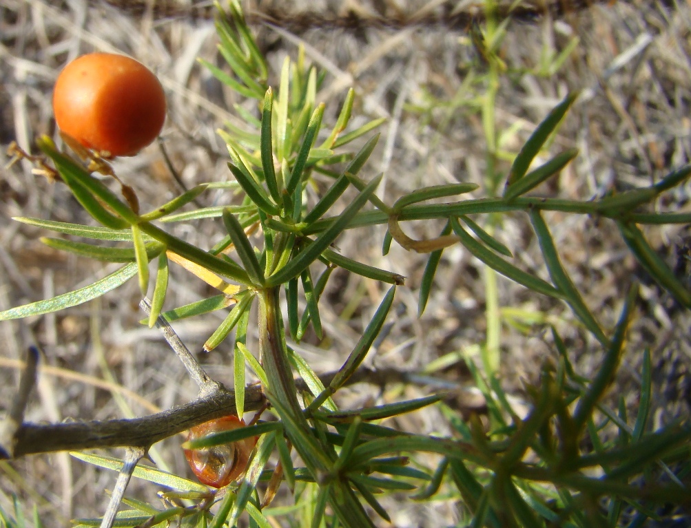 Изображение особи Asparagus verticillatus.