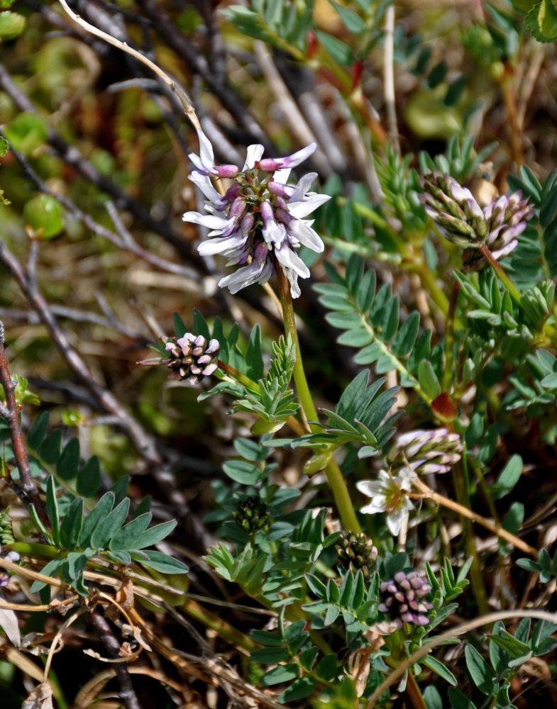 Image of Astragalus norvegicus specimen.