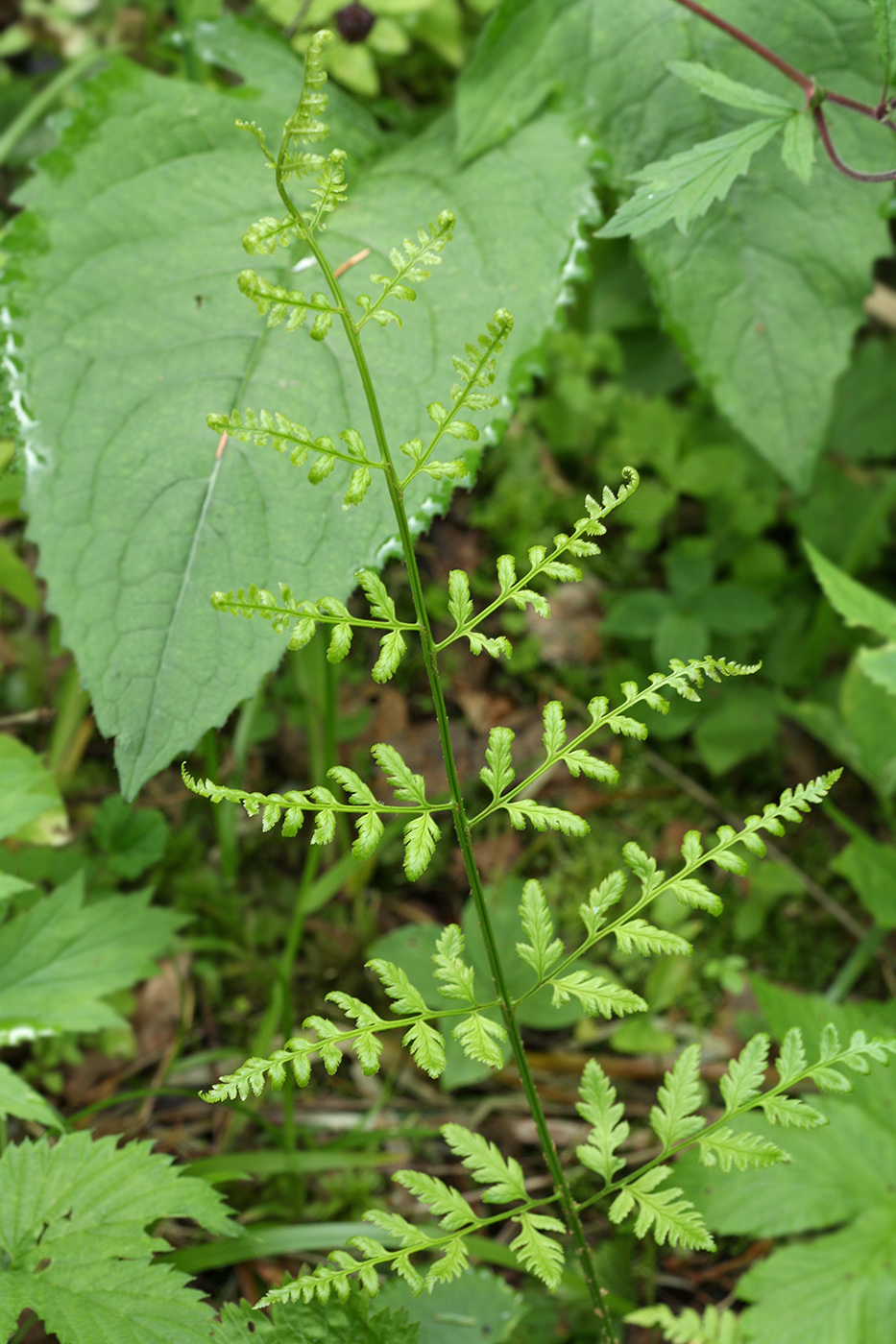 Image of Dryopteris carthusiana specimen.