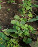 Heuchera sanguinea