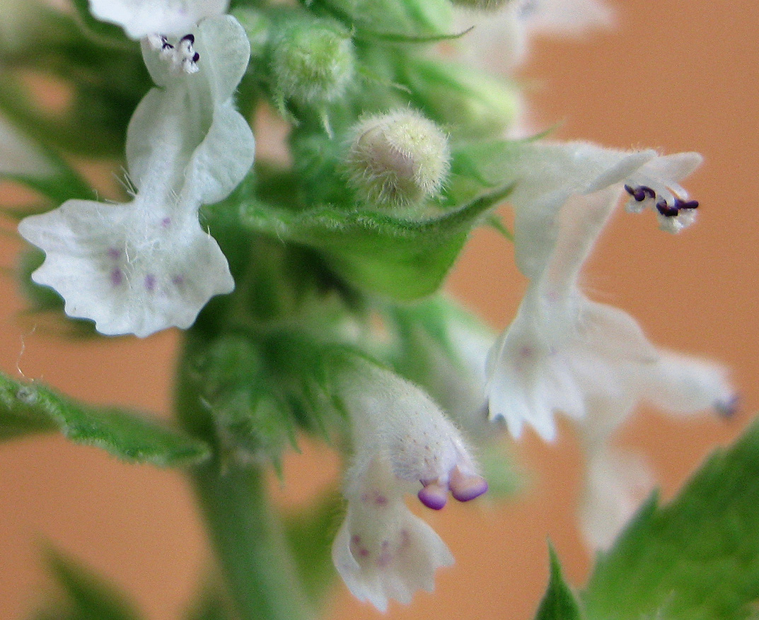 Image of Nepeta cataria specimen.