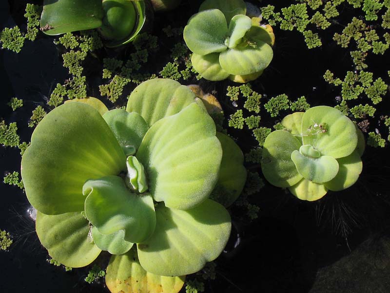 Изображение особи Pistia stratiotes.