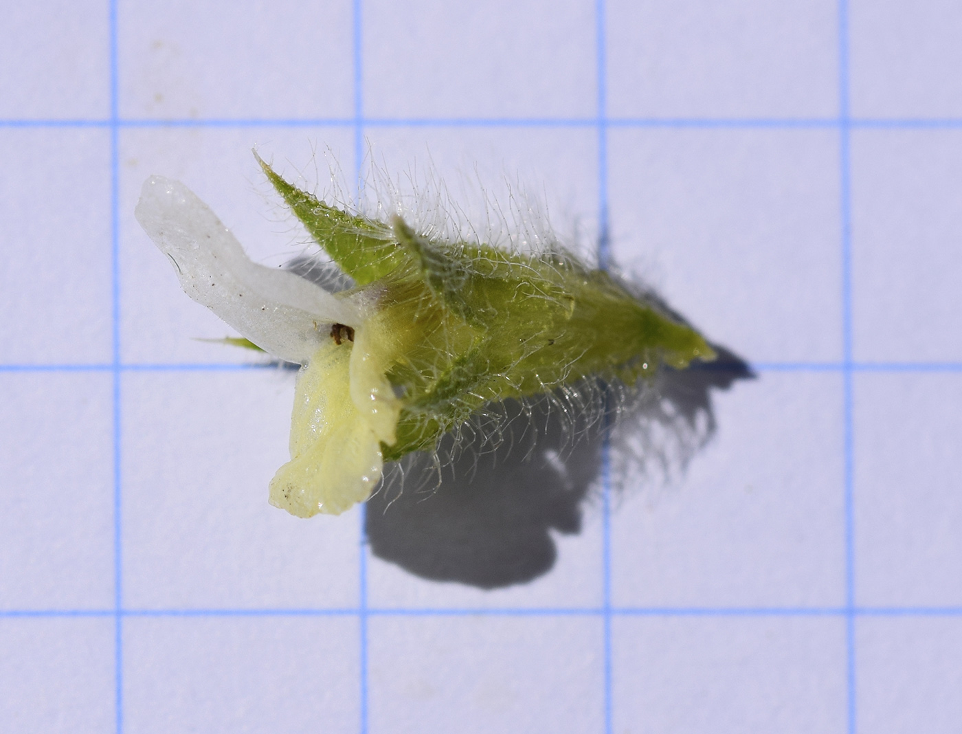 Image of Sideritis hirsuta specimen.