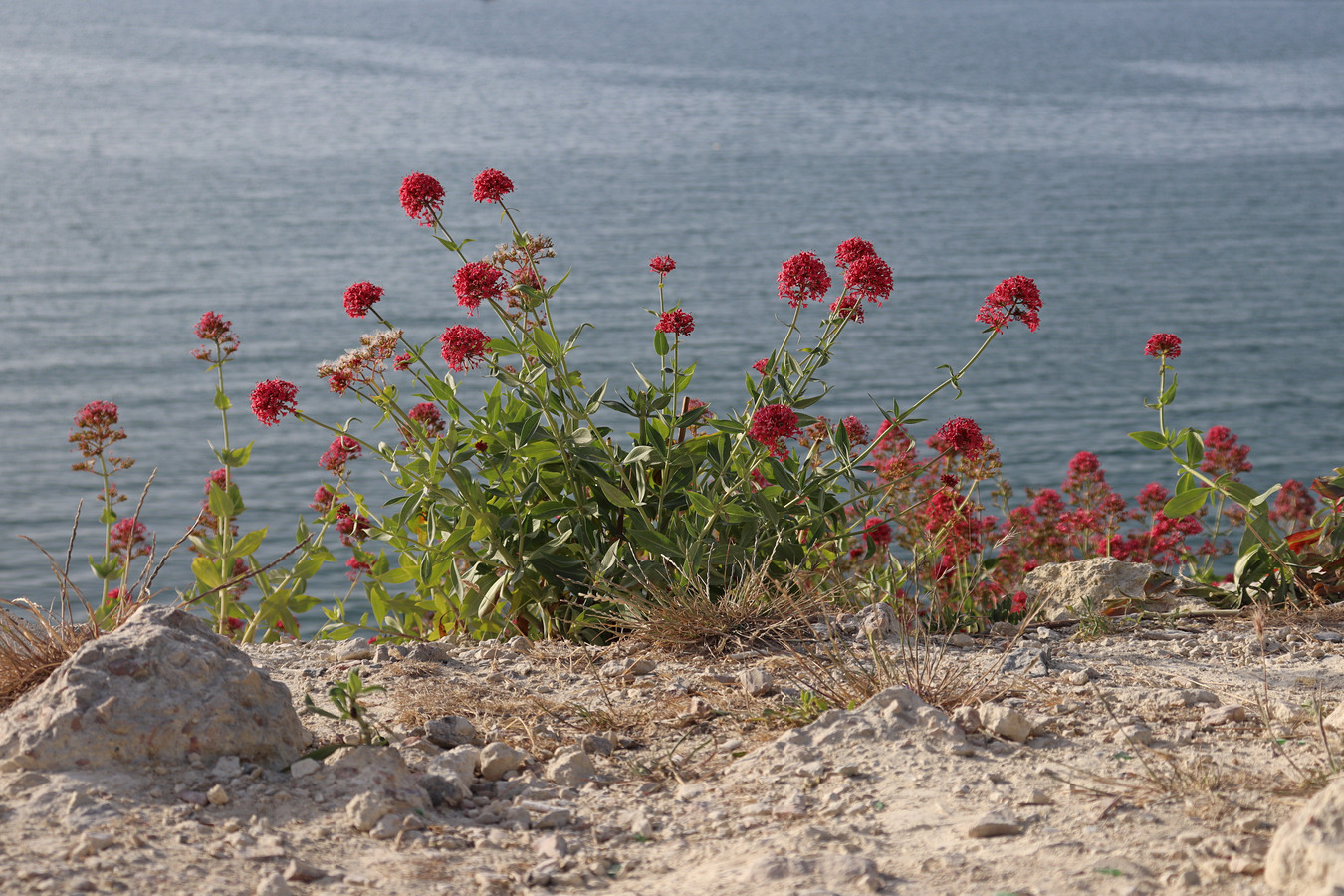 Изображение особи Centranthus ruber.