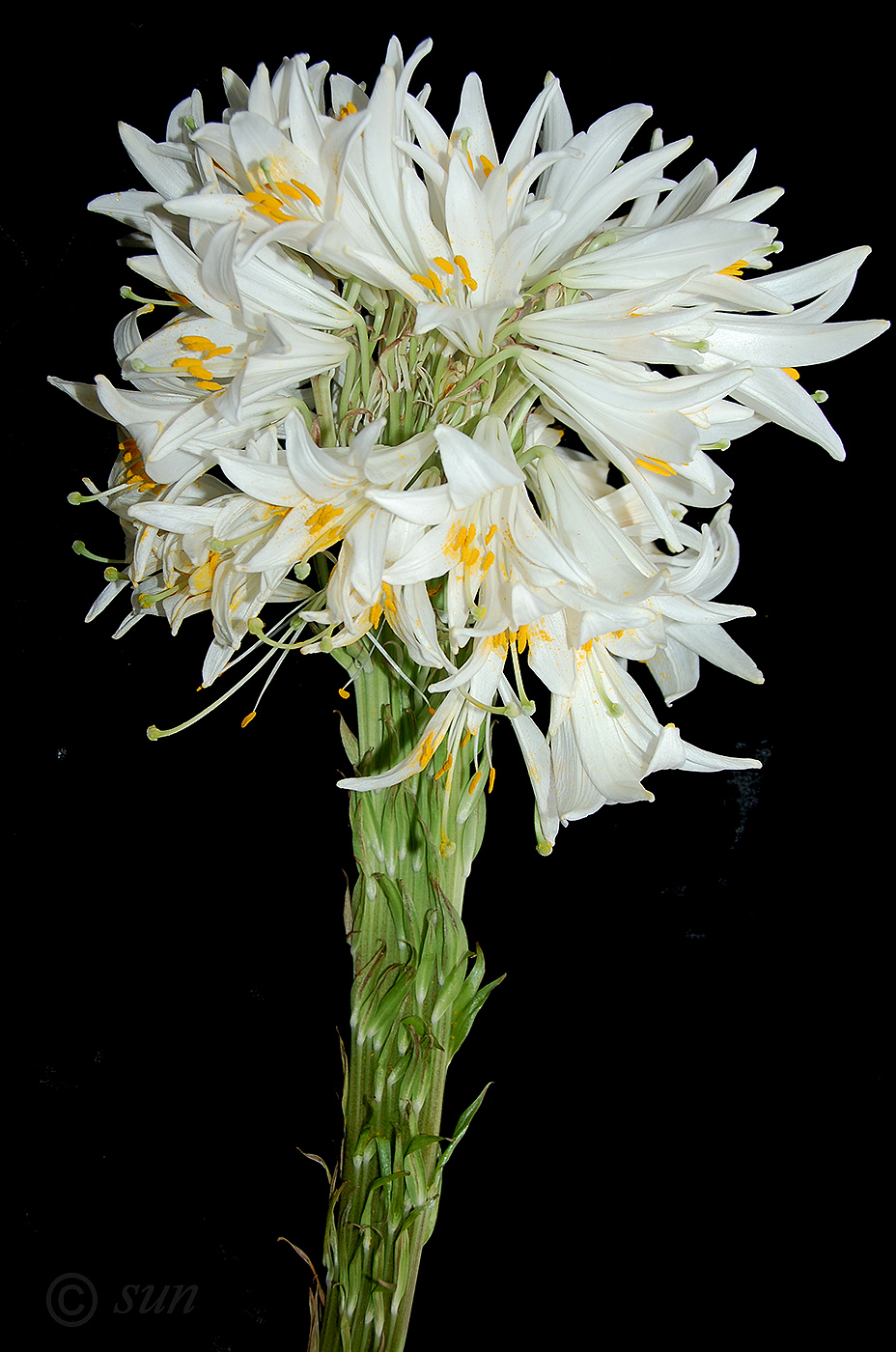 Image of Lilium regale specimen.