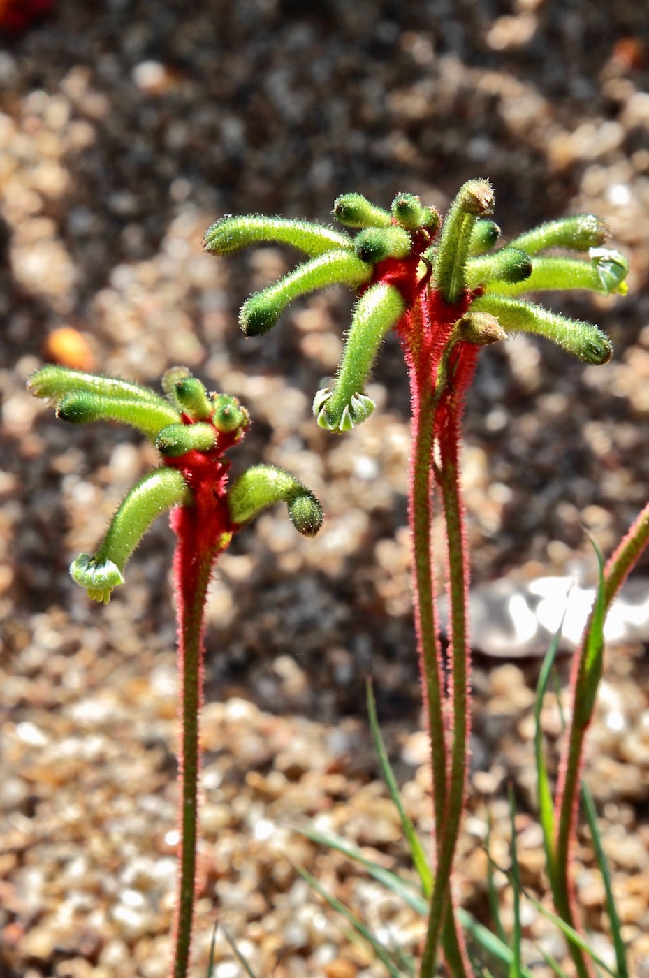 Image of Anigozanthos gabrielae specimen.