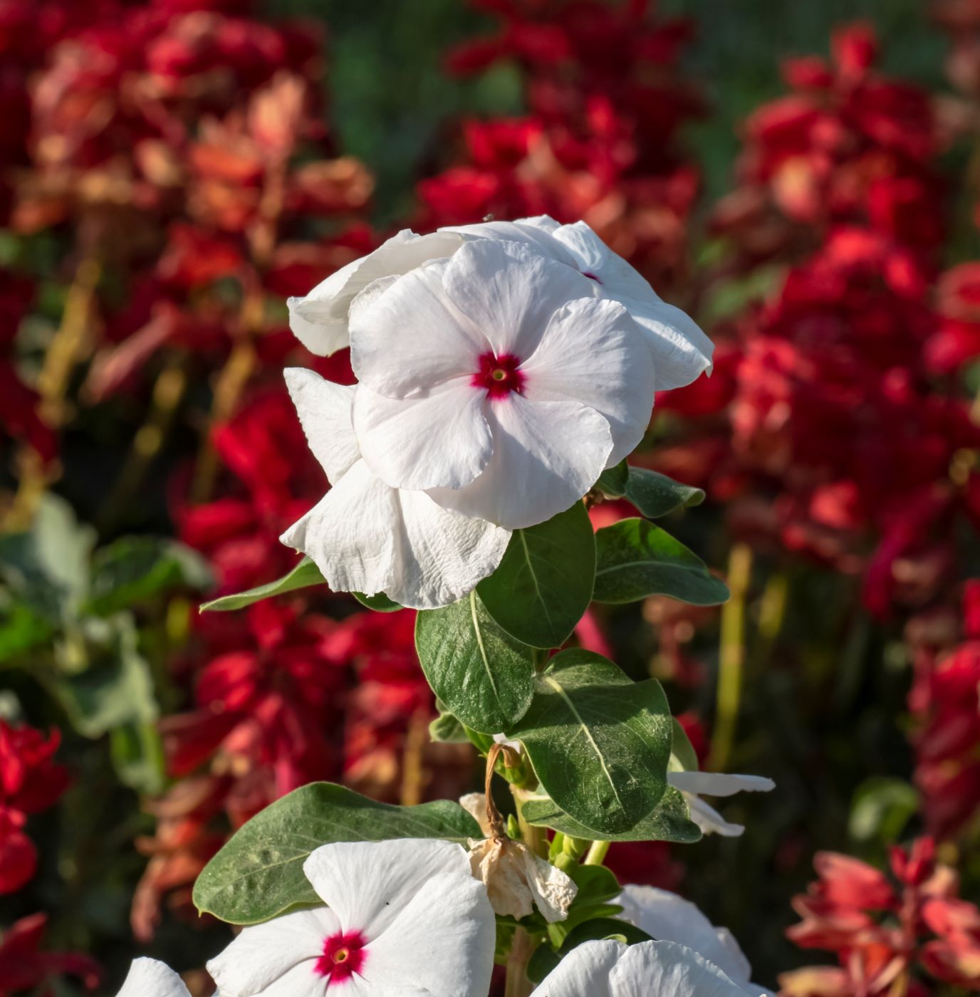 Image of Catharanthus roseus specimen.