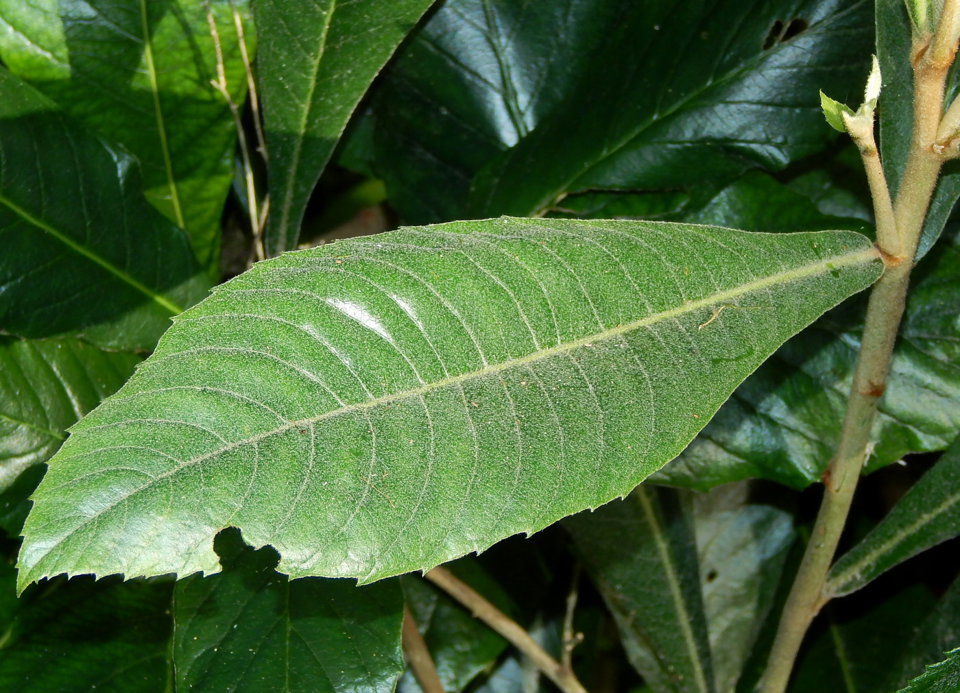 Изображение особи Eriobotrya japonica.