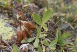 Trifolium alpinum