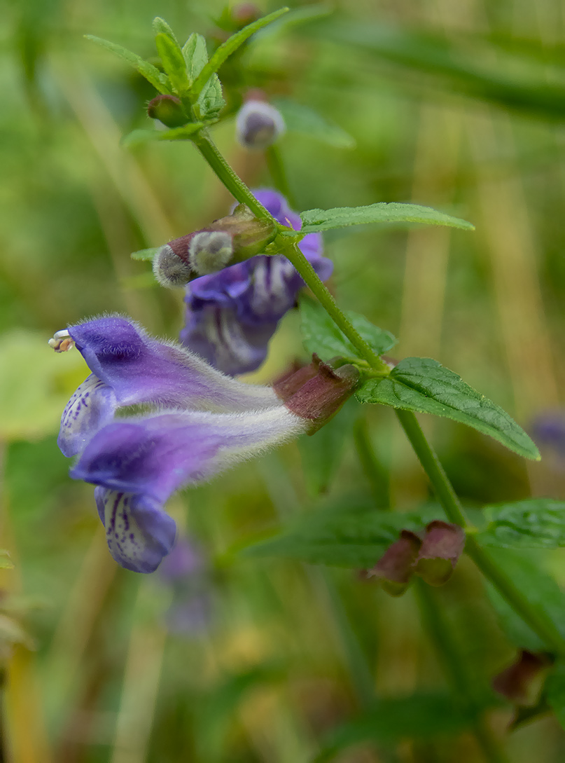 Image of Scutellaria galericulata specimen.