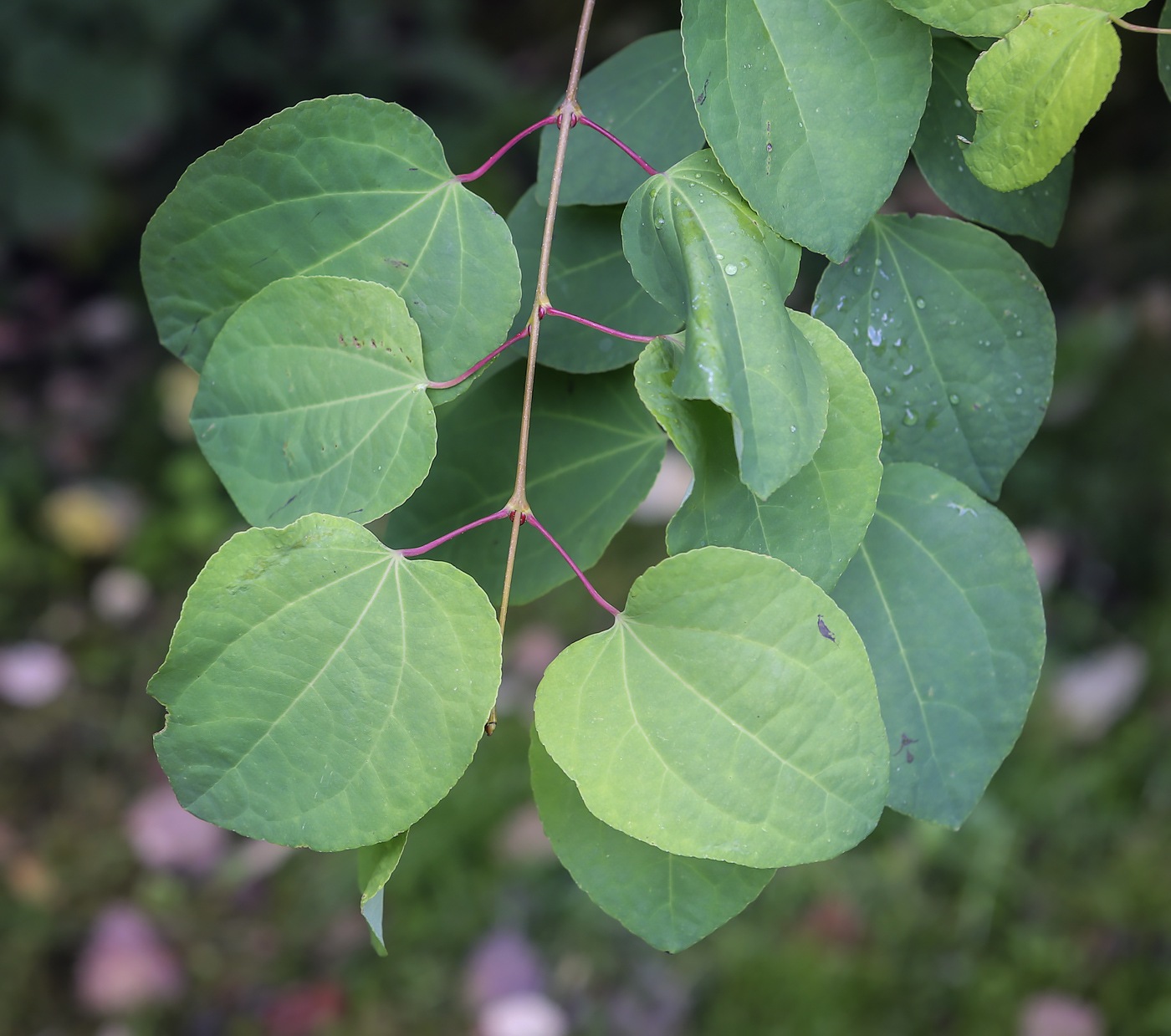 Image of Cercidiphyllum japonicum specimen.