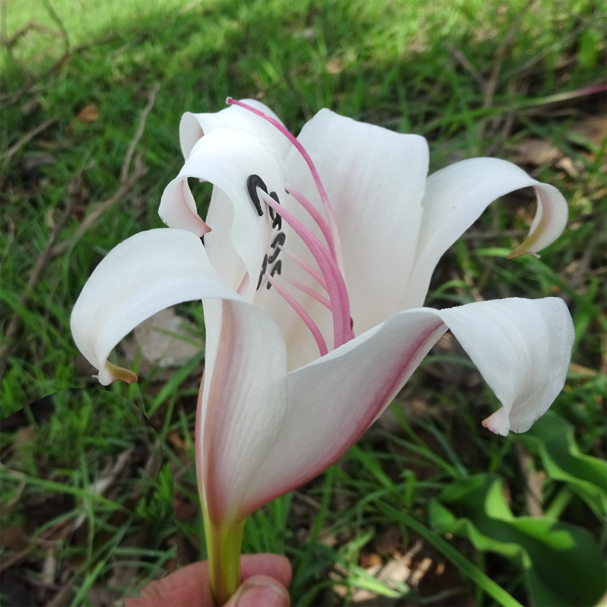 Изображение особи Crinum macowanii.