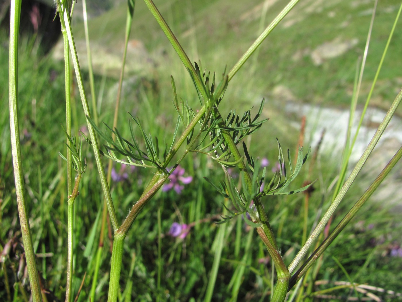 Image of Chaerophyllum roseum specimen.