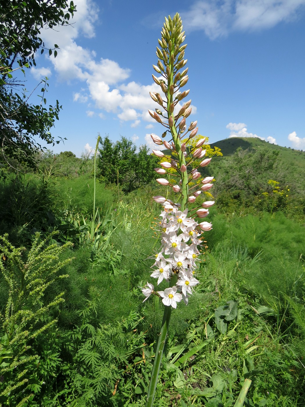 Изображение особи Eremurus robustus.