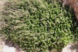 Origanum dayi. Вегетирующее растение. Израиль, окр. г. Арад, дно вади. 04.03.2020.