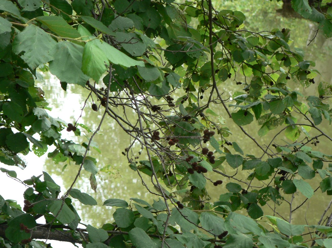 Image of Alnus hirsuta specimen.