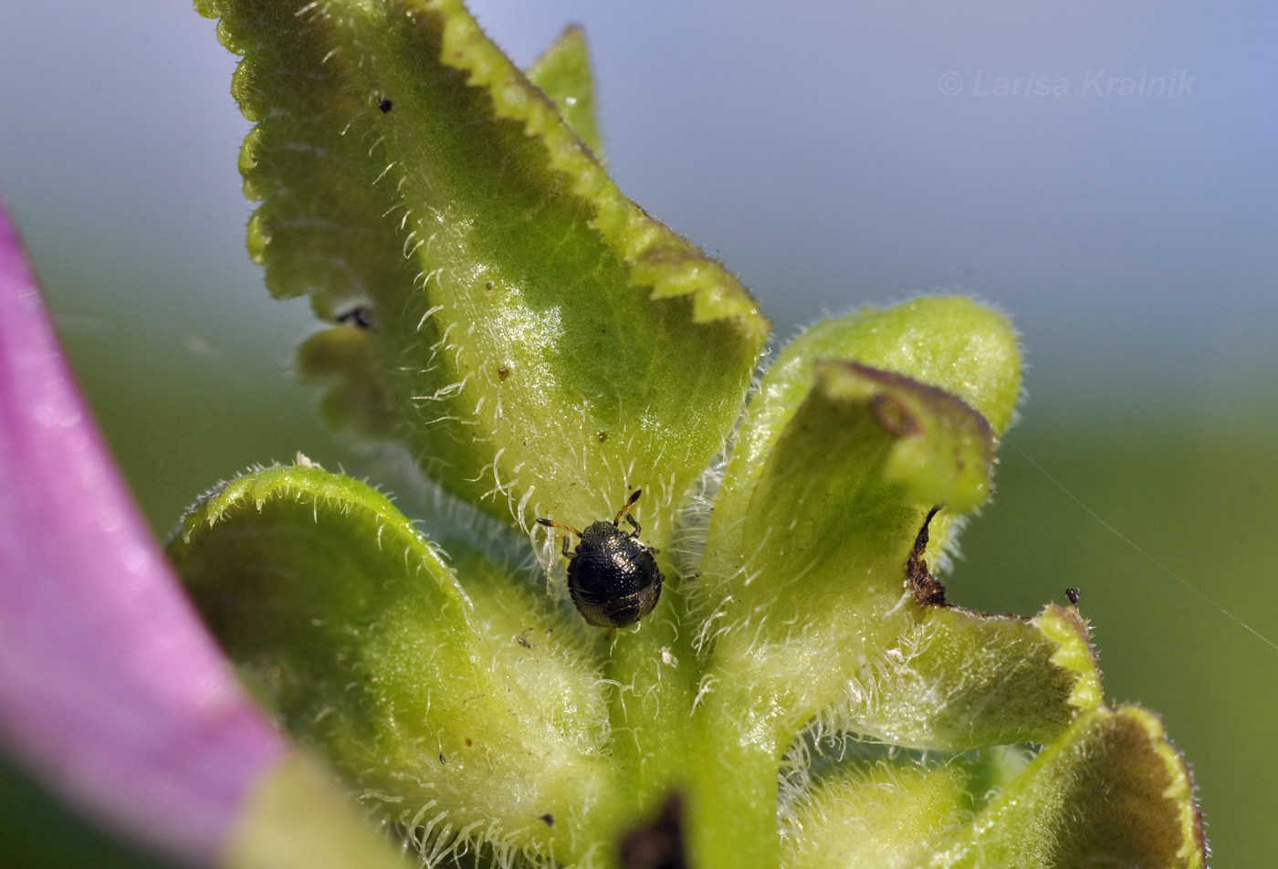 Изображение особи Pedicularis resupinata.