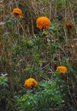 Tagetes erecta. Отцветающее растение в цветнике. Новосибирск. 15.10.2010.