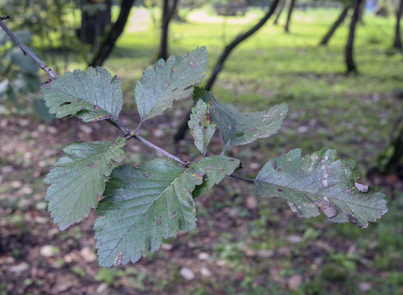 Изображение особи Sorbus mougeotii.