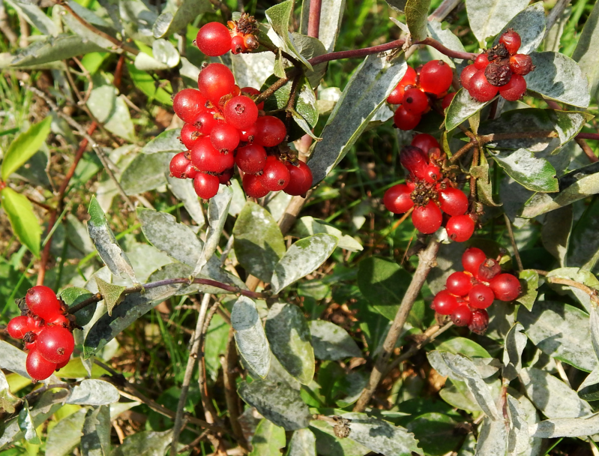 Image of genus Lonicera specimen.