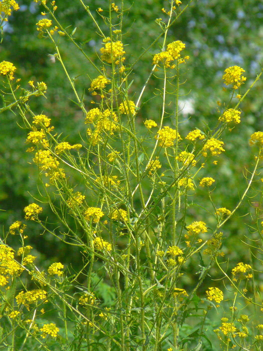 Image of Sisymbrium loeselii specimen.