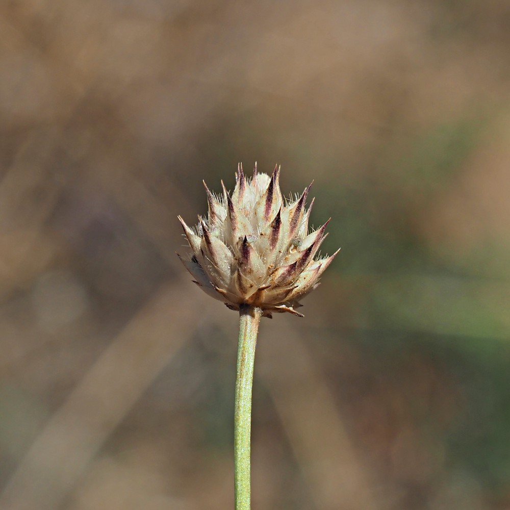 Image of Cephalaria transsylvanica specimen.