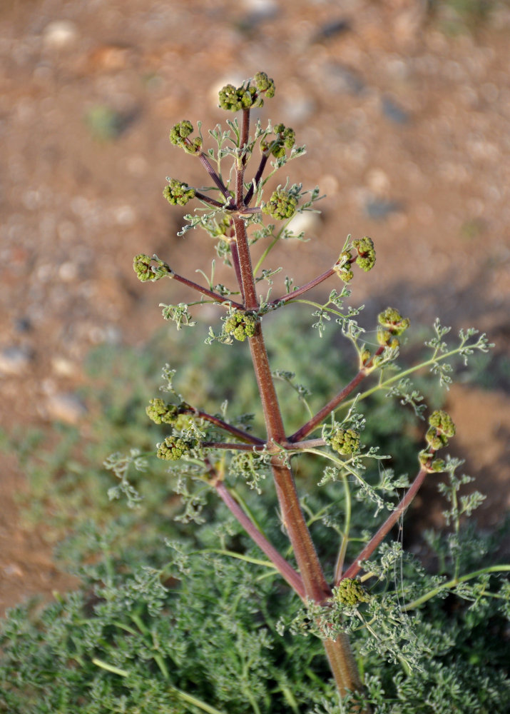 Image of Prangos odontalgica specimen.