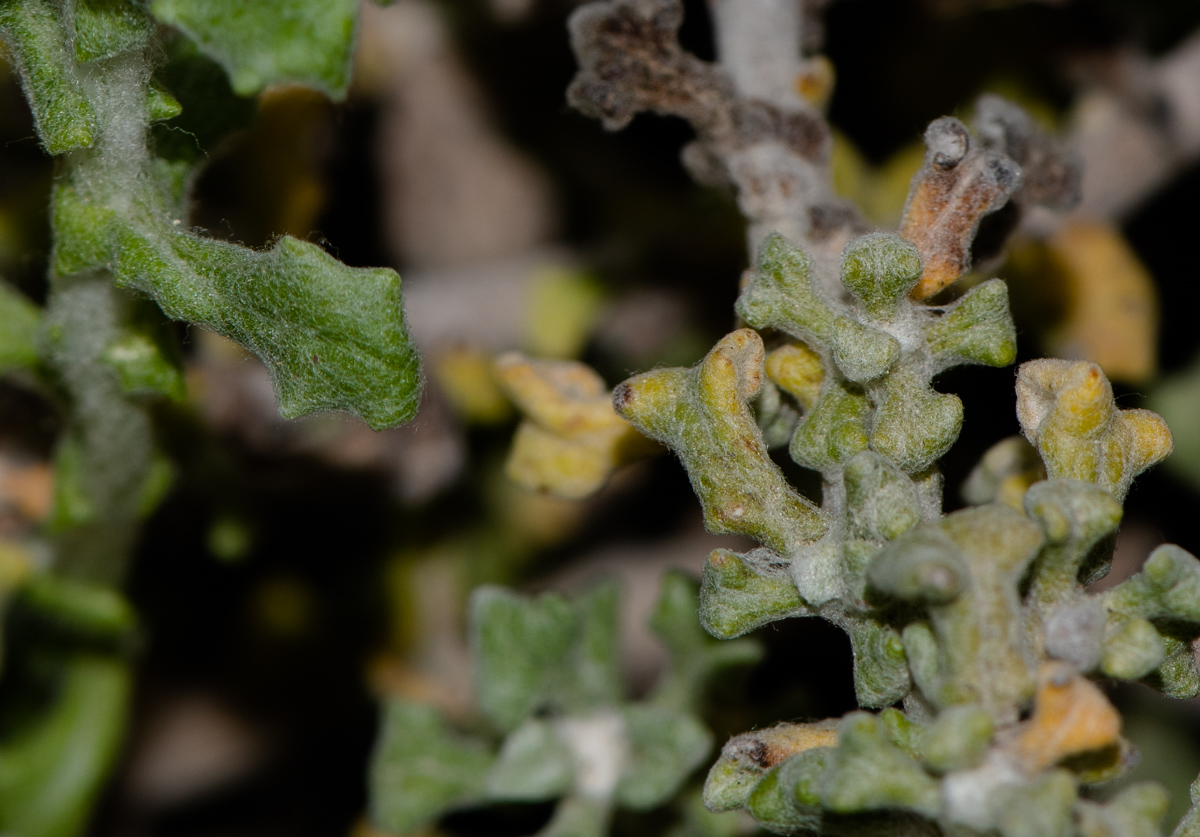 Изображение особи Helichrysum patulum.