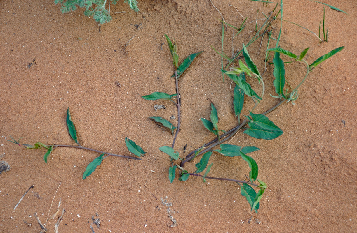 Image of genus Convolvulus specimen.