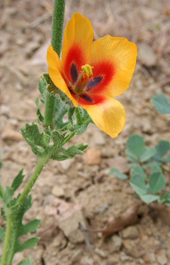 Image of Glaucium corniculatum specimen.