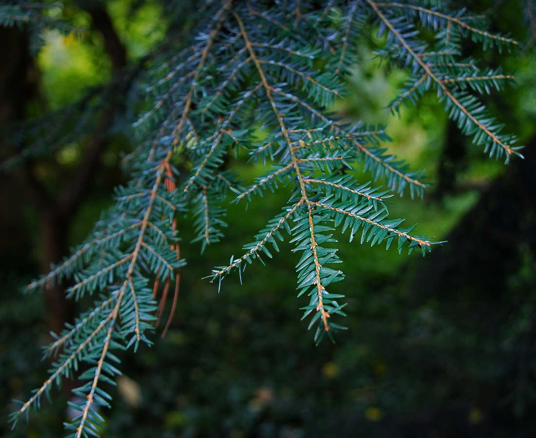 Изображение особи Tsuga canadensis.