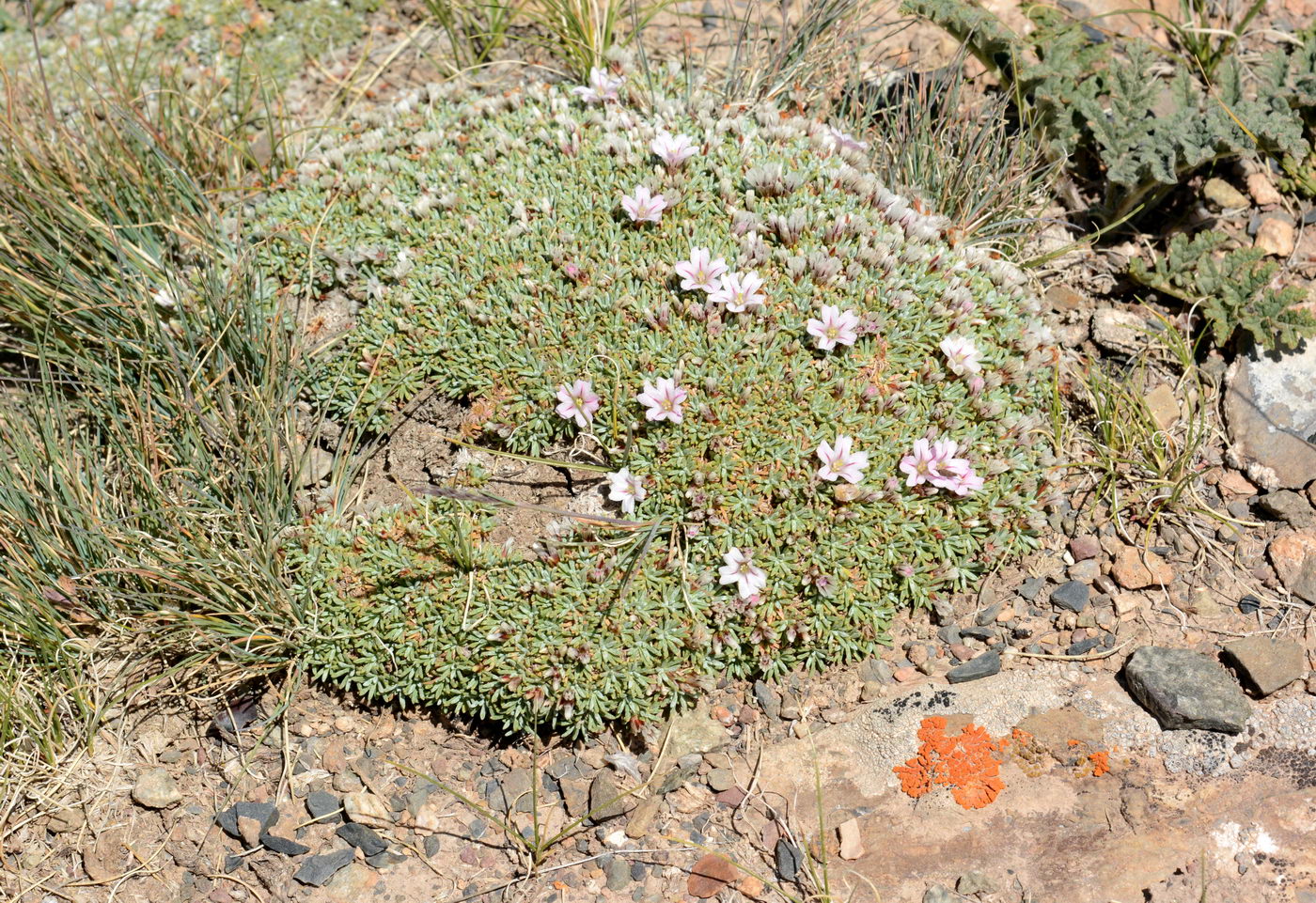 Image of Acantholimon hedinii specimen.