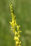 Melilotus officinalis