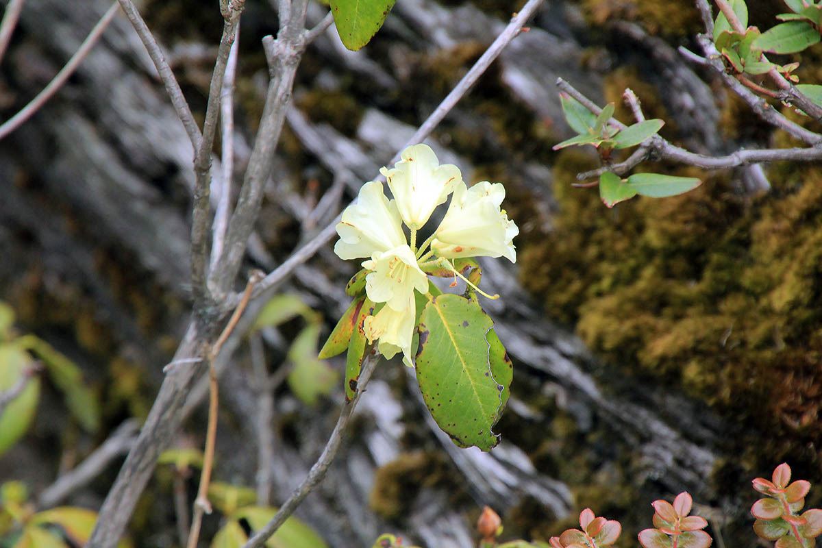 Изображение особи род Rhododendron.