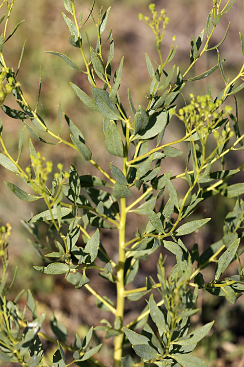 Image of Haplophyllum perforatum specimen.